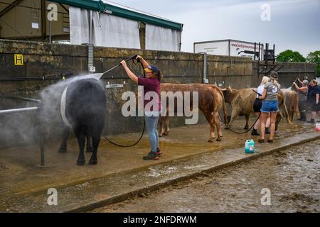 People (farmers) washing hosing cleaning showering wetting, competition entrants (water-sprays) - Great Yorkshire Show 2022, Harrogate, England, UK. Stock Photo