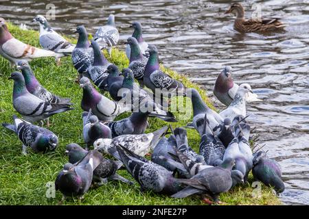 A flock of Feral Pigeons Columba livia forma urbana feeding on the banks of a lake in Newquay in Cornwall in the UK. Stock Photo