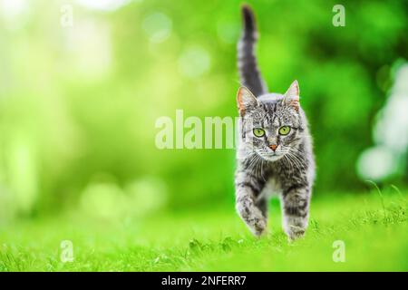 tabby cat outdoors in sunny green garden walking towards camera looking. Stock Photo