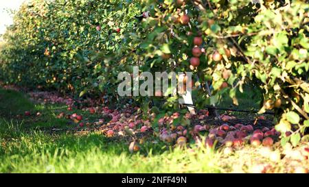 close up, Many ripe fallen apples lying on the ground under apple trees in an orchard. early autumn. harvest of apples on the farm. High quality photo Stock Photo
