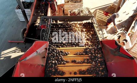 top view. special mechanized process of Potato sorting at farm. potatoes are unloaded on conveyor belt, and workers are sifting potatoes manually. potatoes are put in wooden boxes for packaging. High quality photo Stock Photo