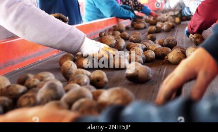 close-up. workers in gloves are sorting through potatoes manually on conveyor belt. potatoes are put in large wooden boxes for packaging. Potato sorting at farm, agricultural production sector. High quality photo Stock Photo
