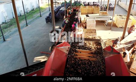 top view. special mechanized process of Potato sorting at farm. potatoes are unloaded on conveyor belt, and workers are sifting potatoes manually. potatoes are put in wooden boxes for packaging. High quality photo Stock Photo