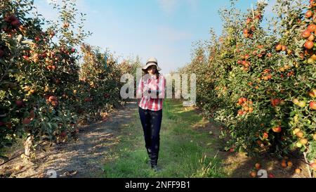 View of a Young female business farmer or agronomist working in the apple garden, makes notes on a tablet for better quality control, Focused on work.. Smart farming and digital agriculture concept. High quality photo Stock Photo