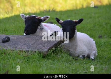 Two Young Wild Sheep On North York Moors On A Sunny Day - Black Faced Sheep - Moorland Animal - Grass - Yorkshire - UK Stock Photo