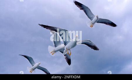 Flying Seagulls in a Cloudy Sky Stock Photo