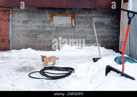 red puppy runs in the winter in the yard in the snow. abandoned animals Stock Photo