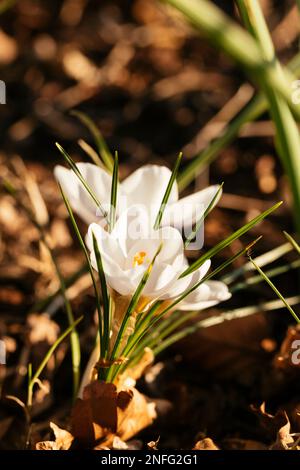 White flowering Crocus Miss Vain in March in sunset. Stock Photo