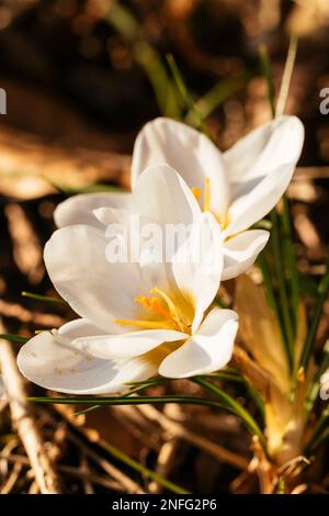 White flowering Crocus Miss Vain in March in sunset. Stock Photo