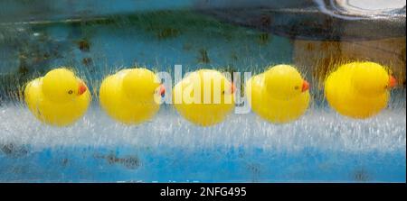 A row of small yellow rubber ducks with red beaks and black eyes frozen in a block of ice in Kanazawa fish market on a hot summer day. Stock Photo