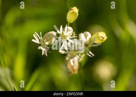 Blooming silene vulgaris flowers. Stock Photo