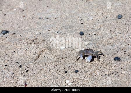 The pallid ghost crab, Ocypode pallidula, is a small ghost crab that digs burrows in beaches of the Indo-Pacific region. Stock Photo