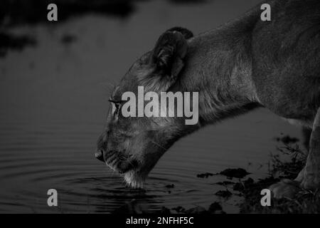 Mono close-up of lioness drinking from river Stock Photo