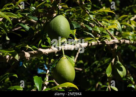 Totumo fruit hanging on tree, Stock Photo