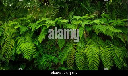 fern plants in tropical nature, fern leaves Stock Photo