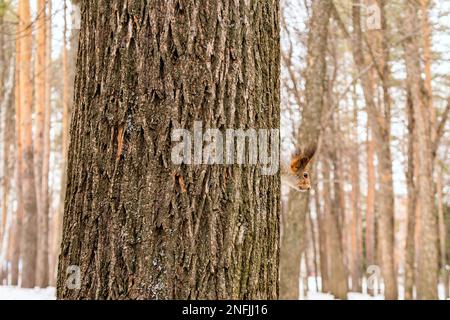 A small, funny, cute squirrel peeks out from behind a tree trunk in a city park. High quality photo Stock Photo