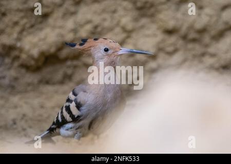 Israel’s national bird, Eurasian hoopoe (Upupa epops) on the ground Stock Photo