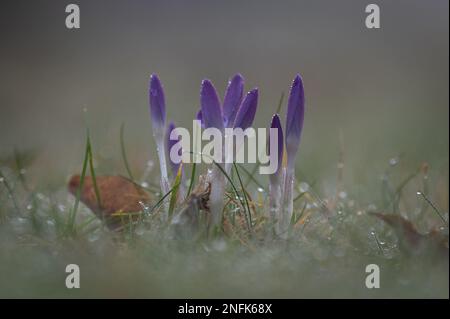 Crocuses (croci) in a morning dew. Stock Photo