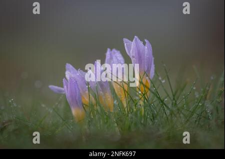 Crocuses (croci) in a morning dew. Stock Photo