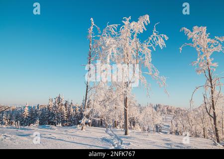 Delicate morning light illuminates the trees under a blanket of snow. The forest under the onslaught of frost. Beskydy hiking trail, Czech Republic. Stock Photo