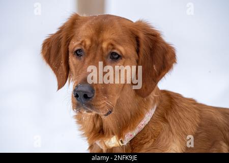 Golden Retreiver Winter in Saskatchewan Canada Red Stock Photo