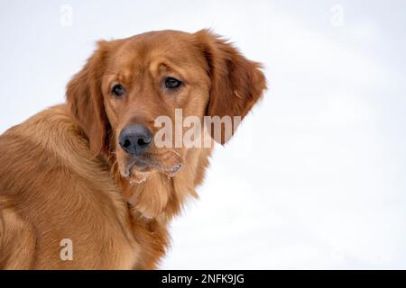 Golden Retreiver Winter in Saskatchewan Canada Red Stock Photo