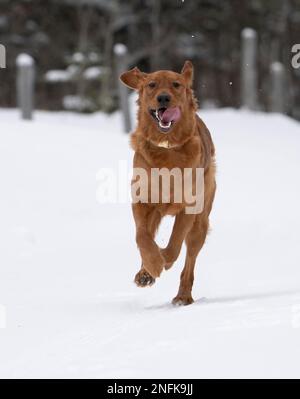 Golden Retreiver Winter in Saskatchewan Canada Red Stock Photo