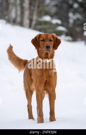 Golden Retreiver Winter in Saskatchewan Canada Red Stock Photo