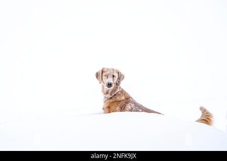 Golden Retreiver Winter in Saskatchewan Canada Red Stock Photo