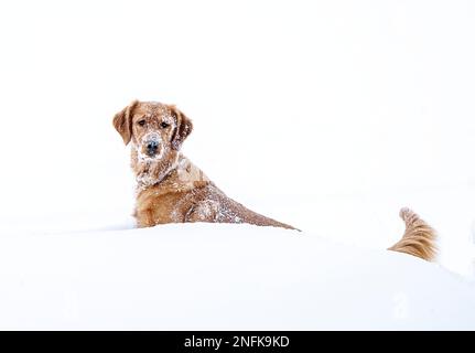 Golden Retreiver Winter in Saskatchewan Canada Red Stock Photo