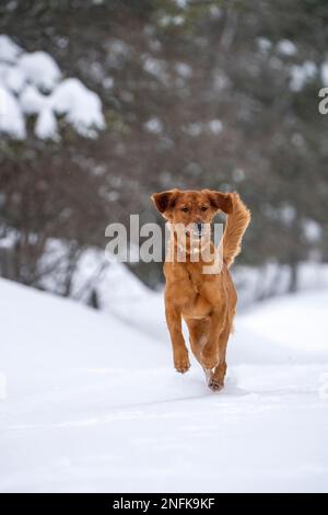 Golden Retreiver Winter in Saskatchewan Canada Red Stock Photo