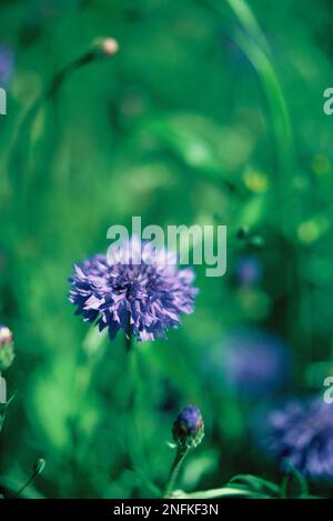 United Kingdom. England. Somerset. Wildflowers. Blue Cornflowers (Centaurea cyanus). Stock Photo