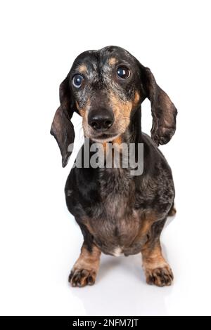 Portrait of an old sad gray-haired dachshund dog, with eyes of different colors, full-length isolated on a white background Stock Photo