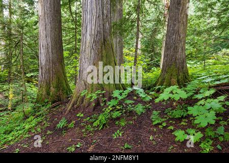 Western red cedars (Thuja plicatain) in Chun T’oh Whudujut Ancient Forest provincial park near Prince George, British Columbia, Canada. Stock Photo