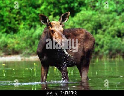 FILE**A moose picks up its head while eating grass along Pierce