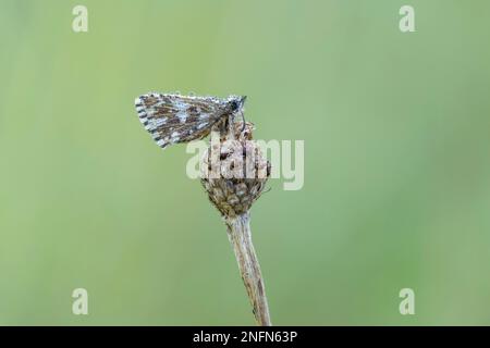 Grizzled Skipper (Pyrgus malvae), covered in dew resting on knapweed seedhead, Powerstock Common DWT reserve, Powerstock, Dorset, England, UK Stock Photo