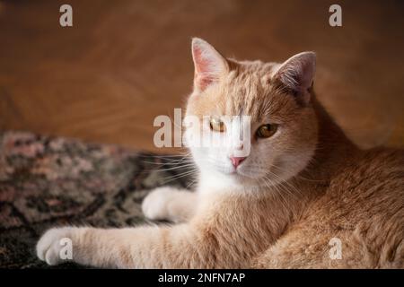 Well-fed healthy domestic red cat lies on a carpet and looks at the camera. Close-up portrait Stock Photo