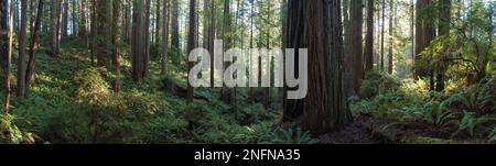 Coast Redwood trees, Sequoia sempervirens, thrive in an old-growth forest in Northern California. These incredible trees are the tallest on Earth. Stock Photo