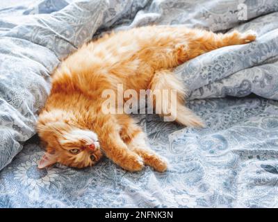 Cute ginger cat lying in bed. Fluffy pet looks curiously. Cozy home background. Stock Photo