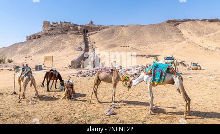 Aswan, Egypt; February 14, 2023 - Camels on the eastern side of the Nile at Aswan, Egypt Stock Photo