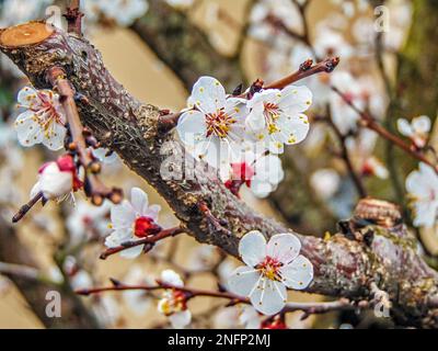 flowering Siberian apricot (Prunus armeniaca) tree in the spring Stock Photo
