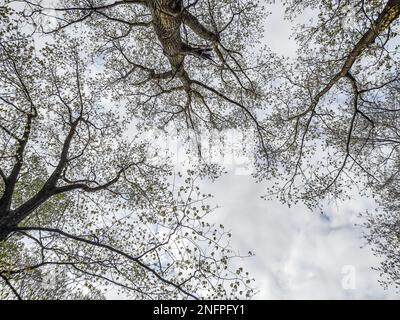 trees seen from below in the spring Stock Photo