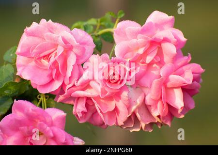 Pink rose, flower of the woody perennial flowering plant, genus Rosa , family Rosaceae. There are over three hundred species and many many varieties. Stock Photo