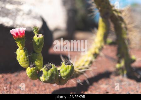 close-up view of flowering cactus on red volcanic soil on sunny day Stock Photo