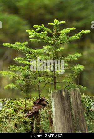 A small tree grows on an old tree stump - new things come into being old things pass away. A small tree grows on an old tree stump. New things are Stock Photo