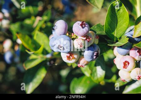 Blueberry plantation in Mazowsze region of Poland Stock Photo