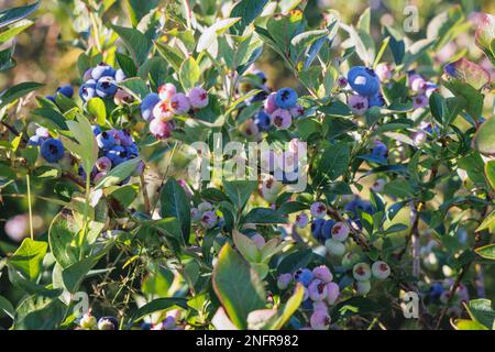 Blueberry bush on a plantation in Mazowsze region of Poland Stock Photo