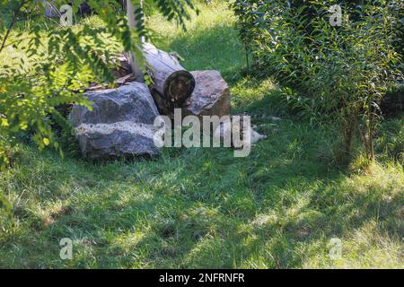 Snow leopard - Panthera uncia in Silesian Zoological Garden in Chorzow city, Silesia region of Poland Stock Photo