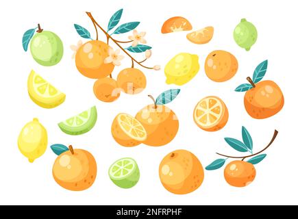 Different citrus fruits vector illustrations set. Collection of cartoon botanical drawings, oranges on branch, mandarins, citron, lime, lemon isolated Stock Photo