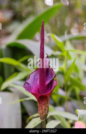 Amorphophallus konjac, also known as konjak, konjaku, konnyaku potato, devil's tongue, voodoo lily, snake palm, or elephant yam. Stock Photo